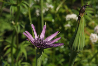 Tragopogon porrifolius Paarse morgenster bestellen